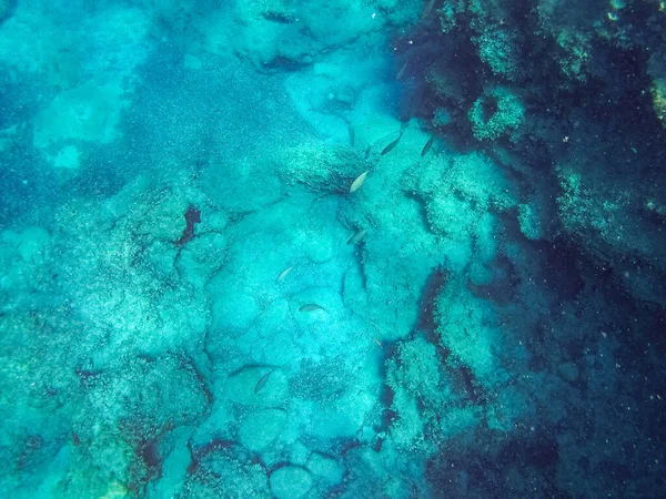 Underwater Landscape Fishes Wildlife Adriatic Sea Salento Apulia Italy — Stock Photo, Image