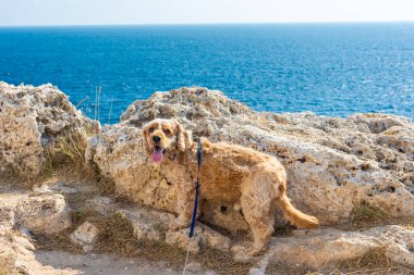 Cocker spaniel köpek Punta Palascia, Puglia 'da İtalya' nın en doğu noktasında duruyor.
