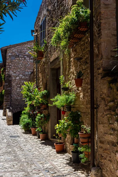 Belle Rue Médiévale Avec Des Fleurs Des Plantes Dans Centre — Photo