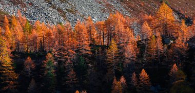 İtalya 'nın Alplerinde kırmızı yapraklı ağaçların olduğu ormanda güzel bir patika.