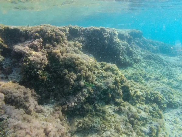 Underwater Landscape Fishes Wildlife Adriatic Sea Salento Apulia Italy — Stock Photo, Image