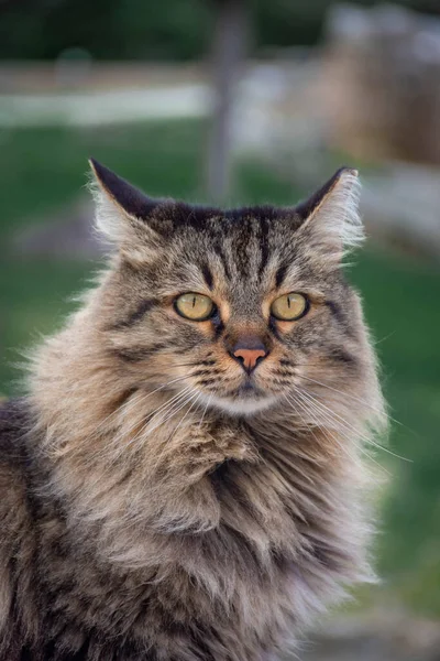 Bellissimo Gatto Selvatico Vicino Atene Grecia — Foto Stock