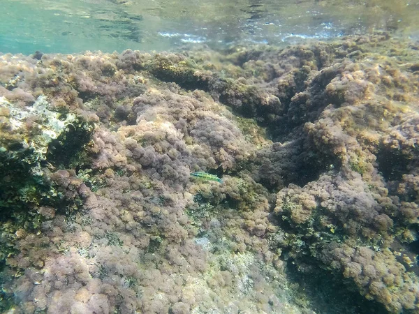 Underwater Landscape Fishes Wildlife Adriatic Sea Salento Apulia Italy — Stock Photo, Image