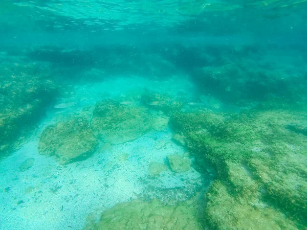 Underwater Landscape Fishes Wildlife Adriatic Sea Salento Apulia Italy — Stock Photo, Image