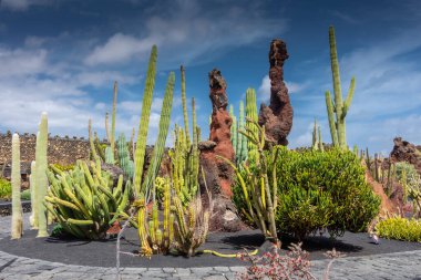 Beautiful cactus garden in Lanzarote, Canary Islands, Spain