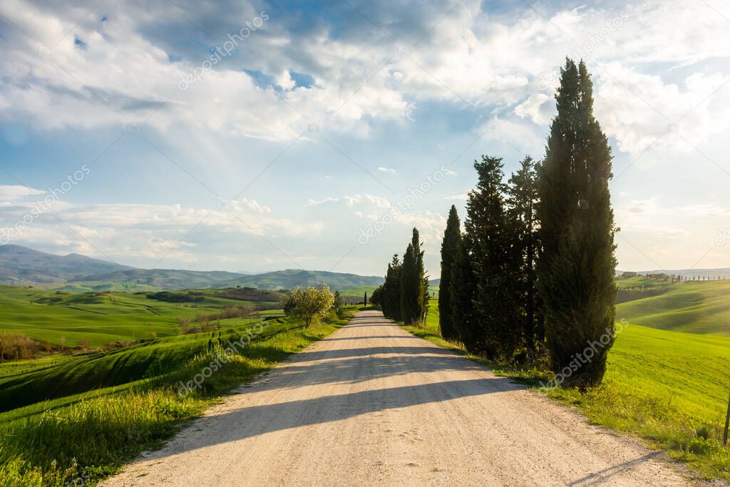 Country road flanked with cypresses in Tuscany at sunset, Italy