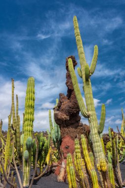 Beautiful big cactus in Lanzarote, Canary Islands, Spain