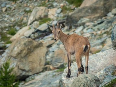 Little wild ibex cub in the Italian Alps of Ayes