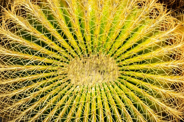 Beautiful Big Cactus Lanzarote Canary Islands Spain — Photo