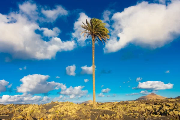 Palmera Inclinada Translation Inclined Palm Lanzarote Canary Islands Spain — Foto de Stock