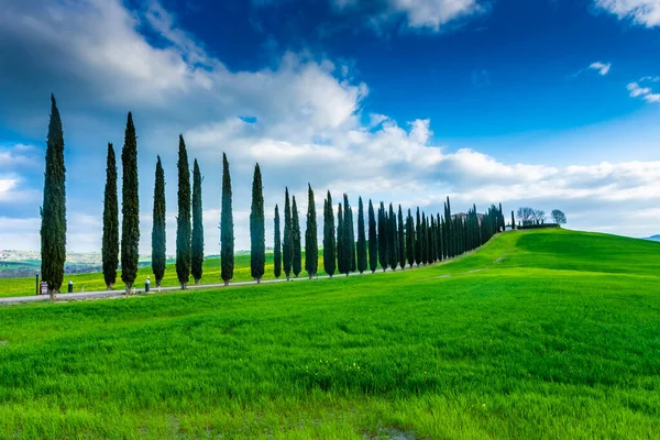 Landweg Geflankeerd Door Cipressen Toscane Italië — Stockfoto