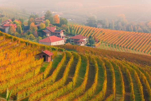 Csodálatos Őszi Táj Langhe Híres Szőlőültetvény Területén Piedmont Olaszország — Stock Fotó