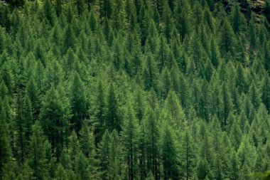 İtalyan Alpleri 'nin dağlarında çam ormanı