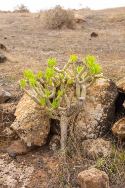 Katmanlı Lanzarote şehrinde vahşi kaktüsler, jeolojik kaya oluşumları olan volkanik bir bölge, Kanarya Adaları, İspanya