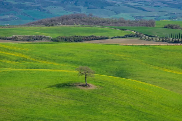 Árvore Solitária Nas Colinas Campo Toscana Itália — Fotografia de Stock