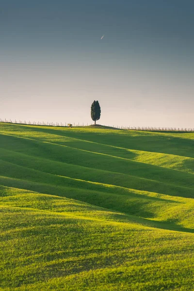 Cipreste Solitário Zona Rural Toscana Itália — Fotografia de Stock