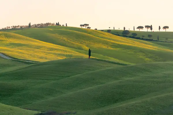 Beautiful Green Hills Countryside Tuscany Italy — Fotografia de Stock