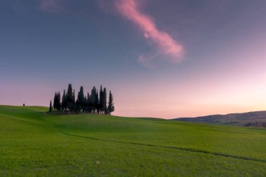 Group of cypresses on the green hill of Tuscany countryisde at sunset, Italy