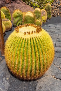Beautiful big cactus in Lanzarote, Canary Islands, Spain