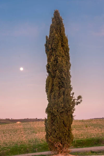 Самотній Кипарис Сільській Місцевості Тоскани Італія — стокове фото