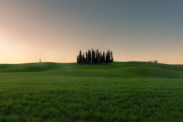 Group Cypresses Green Hill Tuscany Countryisde Sunset Italy — Fotografia de Stock