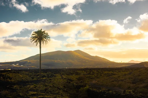 Palmera Inclinada Translation Inclined Palm Lanzarote Canary Islands Spain — Stockfoto