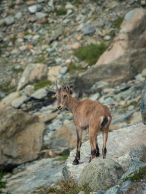 Little wild ibex cub in the Italian Alps of Ayes