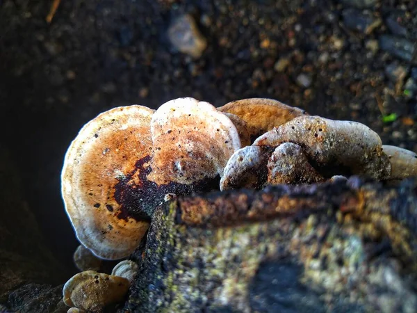 Tiro Close Grupo Cogumelos Frescos Que Encontram Tronco Aberto — Fotografia de Stock