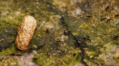Kahverengi taştan bir arkaplanı kapat