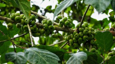 Ağaçtaki olgunlaşmamış yeşil meyve bitkisi. Yaklaş.