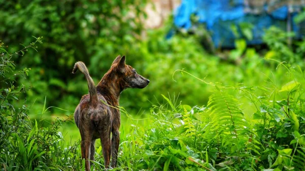 Крупный План Молодой Коричневой Собаки Большими Глазами Парке — стоковое фото