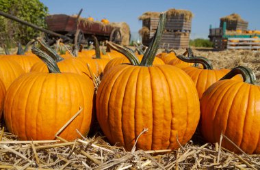 Samanlıkta balkabakları. Arka planda saman olan tahta sandıklar. Organik sebze yetiştiriciliği, balkabağı tarlası hasat mevsimi.