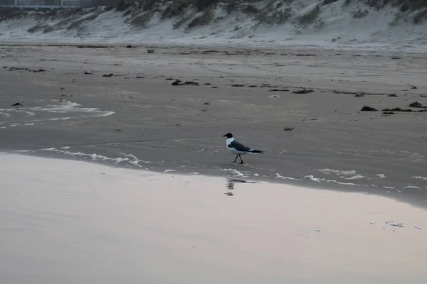 the mirrored image of a seagull on the beach