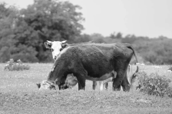 Mamãe Vaca Com Seu Bebê Amigo — Fotografia de Stock