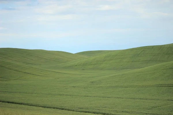 Oekraïense Tarwe Groot Mooi Veld — Stockfoto