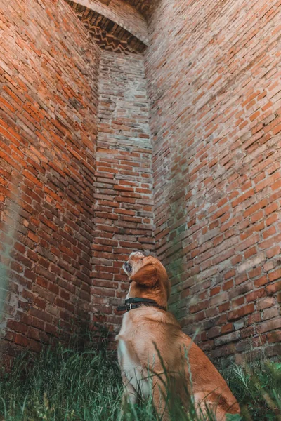 Tuğla Duvarın Arkasındaki Köpek Yukarı Bakar — Stok fotoğraf