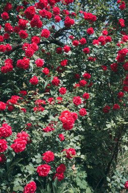Güllü büyük çalılar, kırmızı güller..