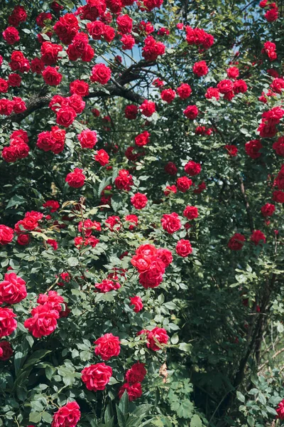 Güllü büyük çalılar, kırmızı güller..