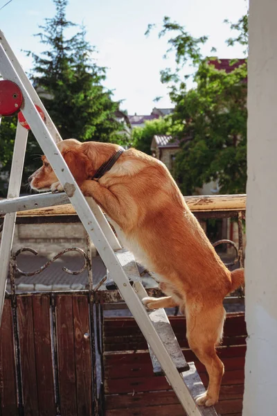 Köpek Bir Merdivenin Üzerinde Duruyor — Stok fotoğraf
