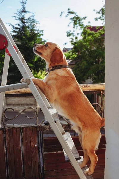 Köpek Bir Merdivenin Üzerinde Duruyor Köpek Merdivene Tırmandı — Stok fotoğraf
