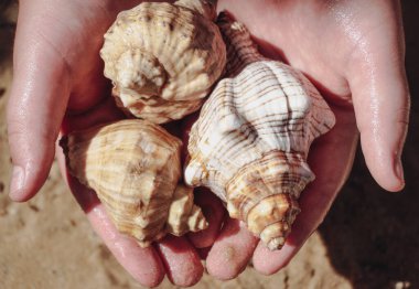 Deniz kabukları el ele, kumdan bir arka planda..