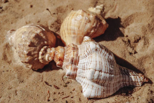 Large Seashells Lie Sand Sea Close Background Sand — Stock Photo, Image
