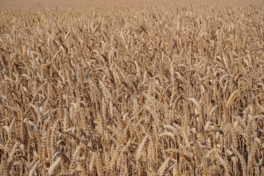Summer harvest, wheat field, wallpaper background.
