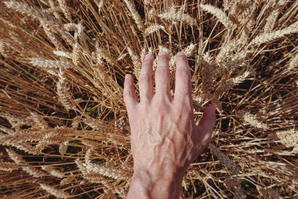 一个男人的强壮的手放在麦子的背景上 一个田里的工人 — 图库照片