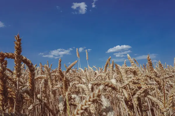 Ripe Wheat Field Close Background Blue Sky — Foto de Stock