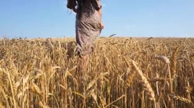 Elbiseli bir kız buğday tarlasında yürüyor. Ukraynalı kadın buğday tarlasında yürüyor. Ukrayna buğday tarlası.