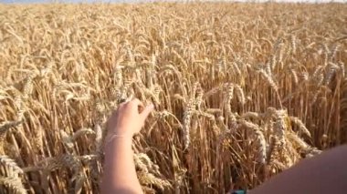 Genç bir kadın sarı bir buğday tarlasında oturur ve elleriyle buğdaya dokunur. Ukrayna buğday tarlası.