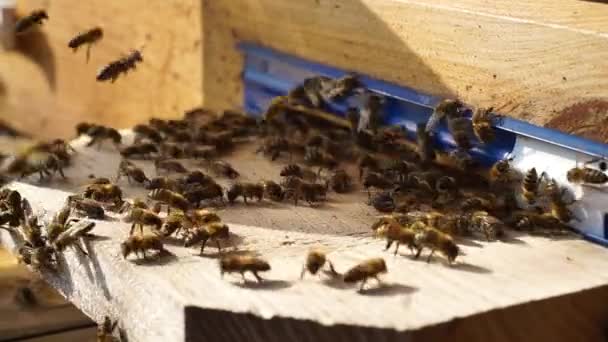 Beehive Bees Apiary Bees Close — Wideo stockowe