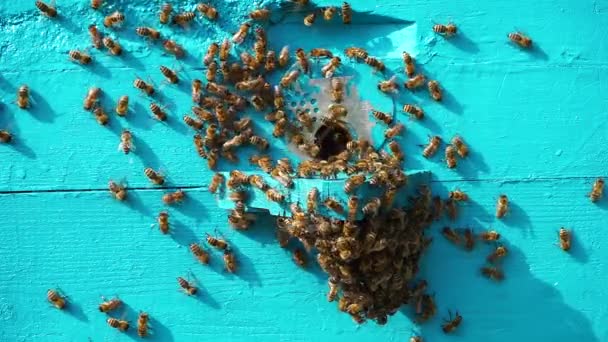 Many Bees Sitting Hive Hive Bees Close Apiary Beekeeping — Wideo stockowe