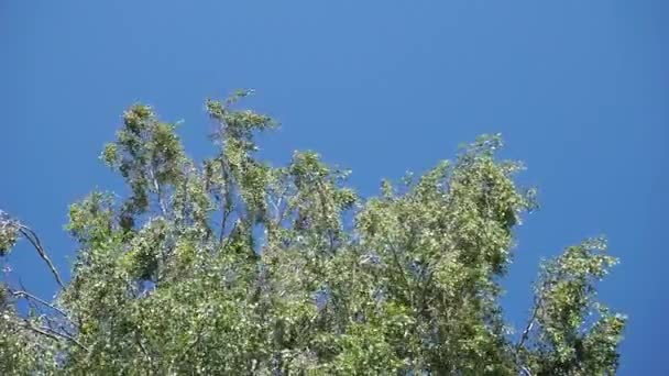 Fresh Birch Leaves Sway Wind Background Blue Sky Tree Sways — Stock video